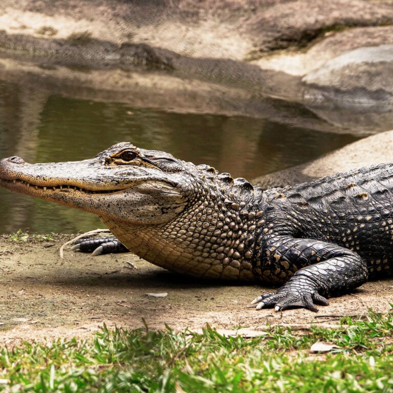 Dream About Crocodile / Alligator